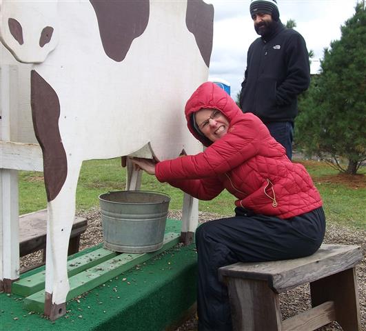 Sue milking cow